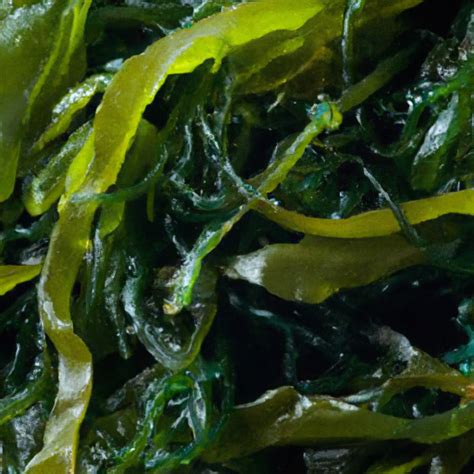 Harnessing the Power of Nature: How Sea Weed Works its Magic